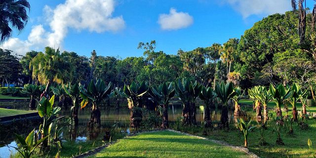 Curepipe Botanical Garden (3)